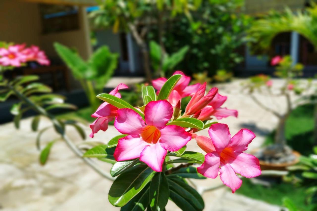 Van Santri Homestay Pemuteran Ngoại thất bức ảnh